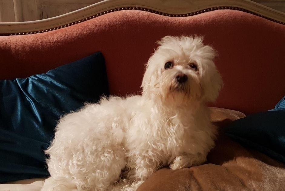 Vermisstmeldung Hund Weiblich , 11 jahre Sainte-Anne Frankreich Vermisstmeldung Hund Weiblich , 11 jahre Sainte-Anne Frankreich