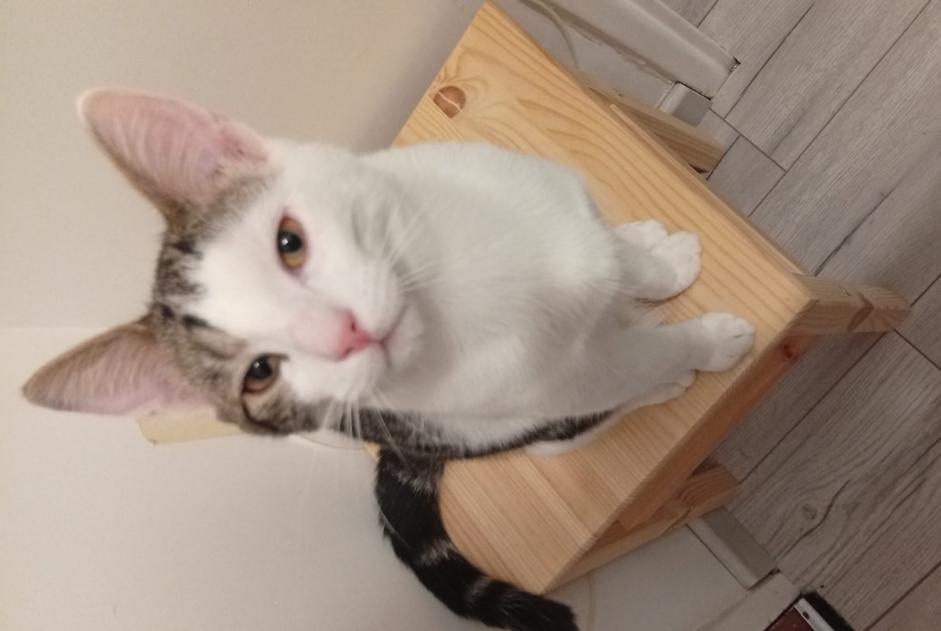 Vermisstmeldung Katze  Männliche , 1 jahre Dijon Frankreich