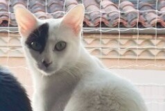 Alerte Disparition Chat Femelle , 1 ans Pamiers France Alerte Disparition Chat Femelle , 1 ans Pamiers France