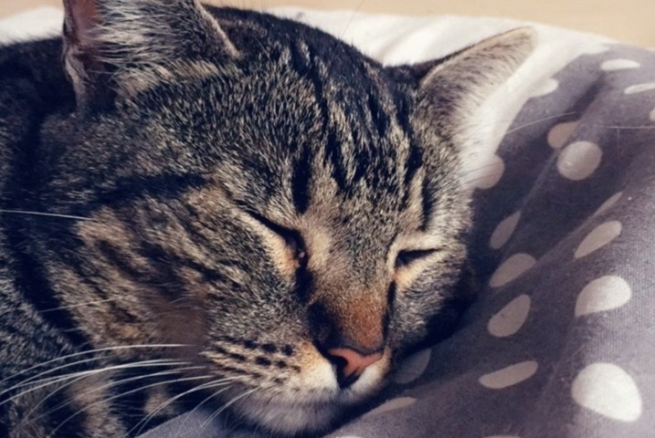 Alerte Disparition Chat  Mâle , 11 ans Narbonne France