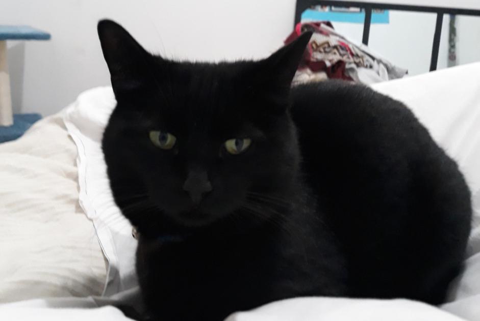 Alerte Disparition Chat Femelle , 11 ans Narbonne France Alerte Disparition Chat Femelle , 11 ans Narbonne France