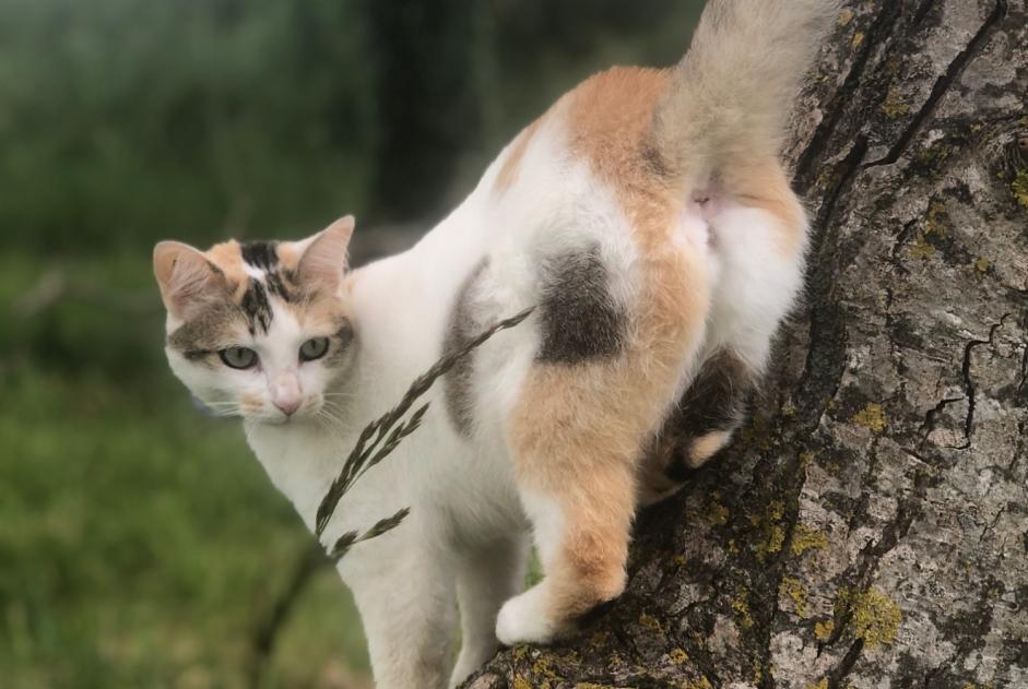 Alerte Disparition Chat croisement Femelle , 4 ans Geay France Alerte Disparition Chat croisement Femelle , 4 ans Geay France