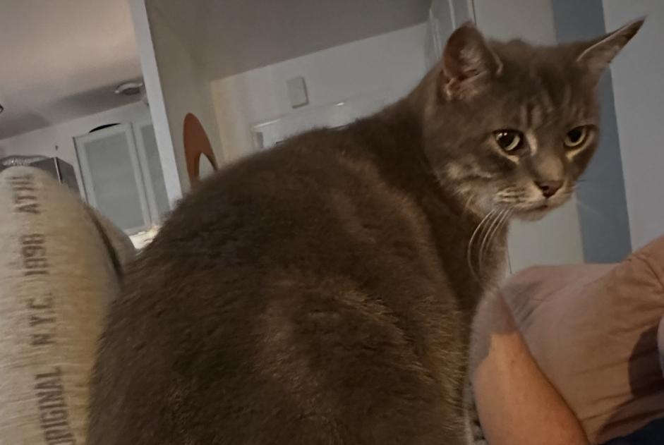 Alerte Disparition Chat Mâle , 9 ans Nandy France