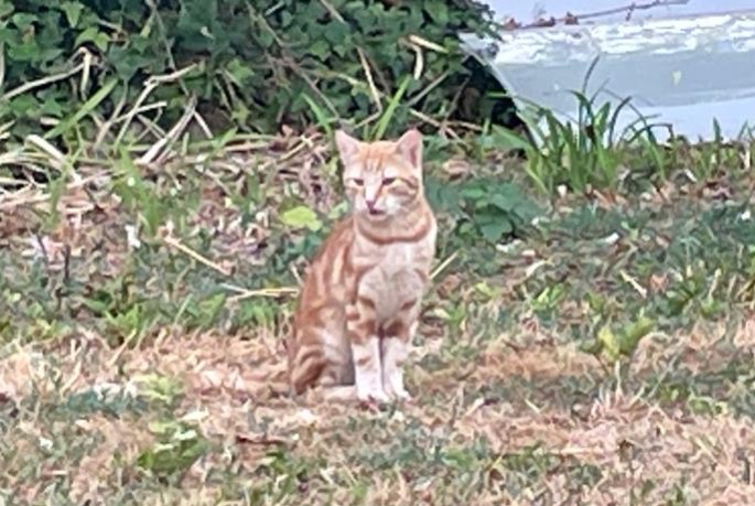 Alerte Découverte Chat croisement Mâle Coupvray France