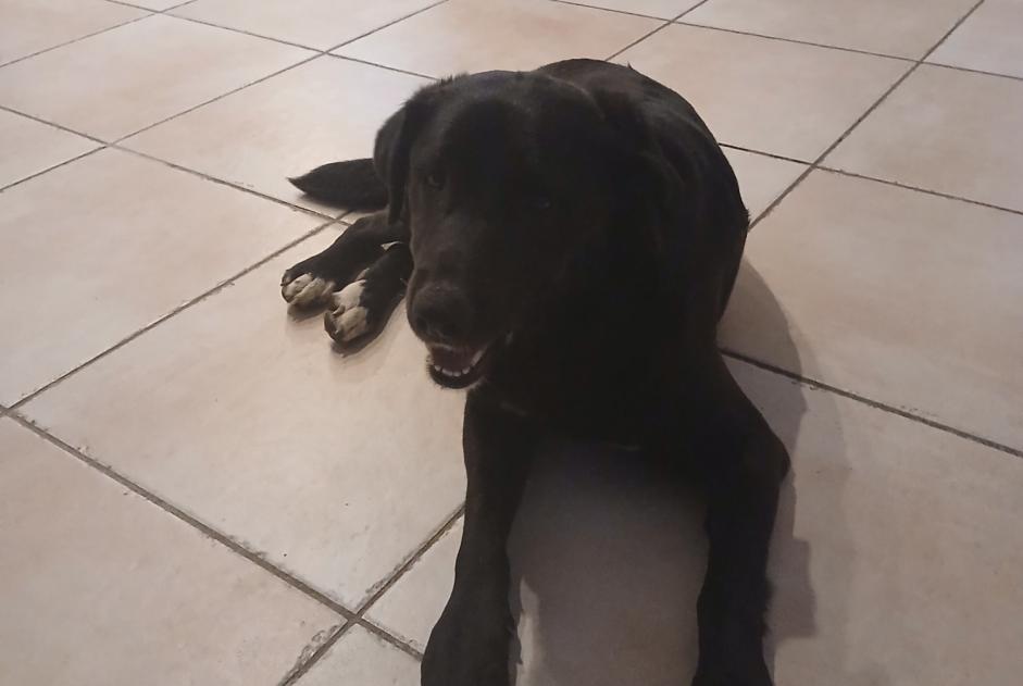 Alerte Découverte Chien croisement Femelle Cucugnan France