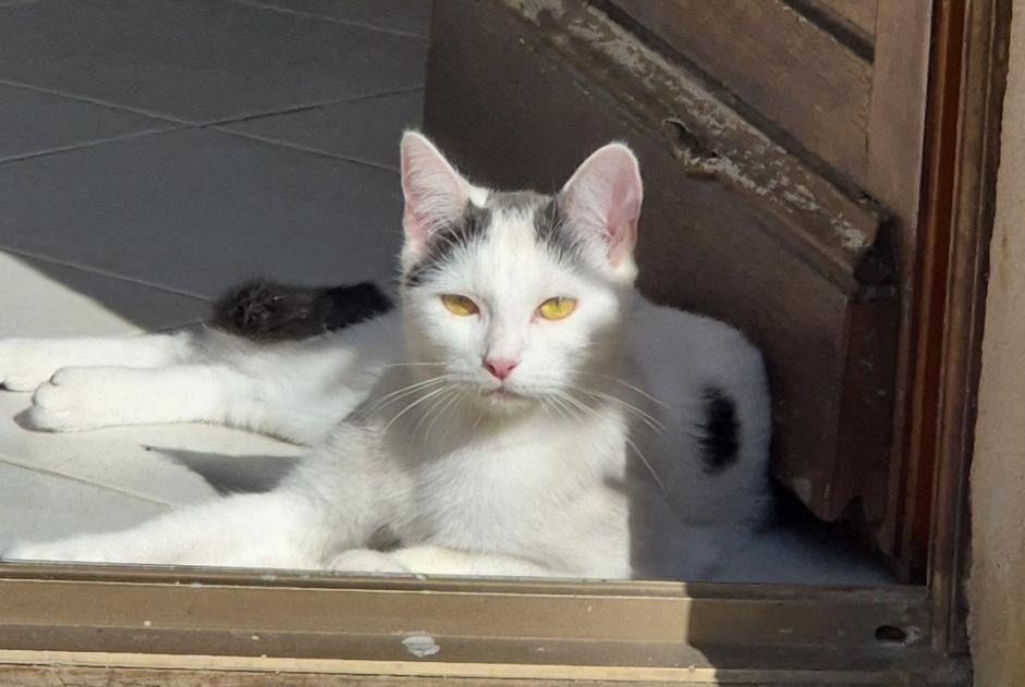 Avviso scomparsa Gatto Femmina , 1 anni Louviers Francia