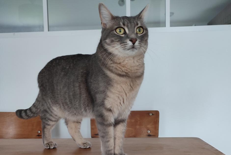Alerta desaparecimento Gato Fêmea , 2 anos Lagnieu France Alerta desaparecimento Gato Fêmea , 2 anos Lagnieu France