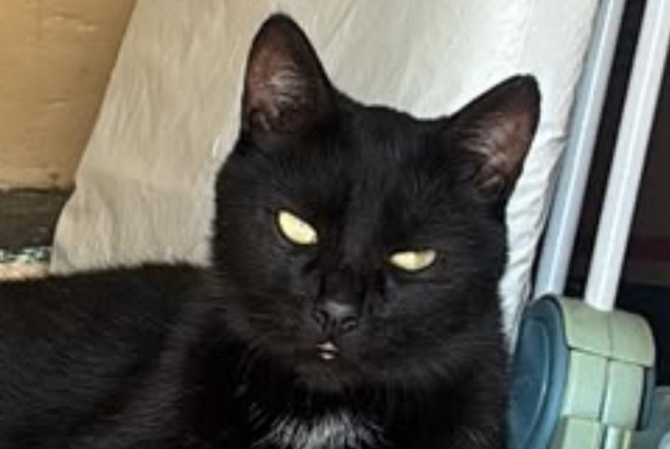 Alerta desaparecimento Gato Macho , 3 anos Cépie France