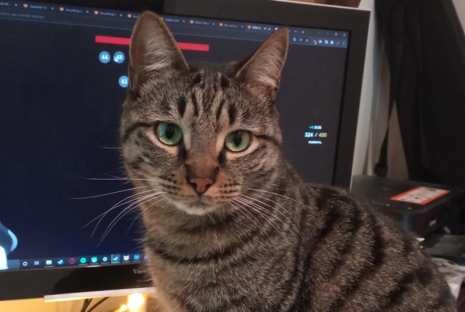 Alerta desaparecimento Gato Macho , 8 anos Guichen France Alerta desaparecimento Gato Macho , 8 anos Guichen France